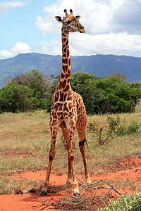 giraffe, africa, national park, safari, kenya