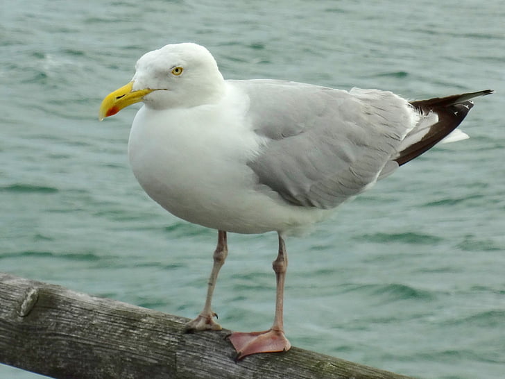 gull, seagull, bird, sea, animal