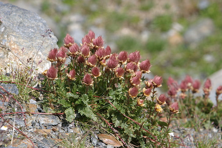 mountain flowers, alpine flora, flora, dolomites, poor soil, flowers, plant