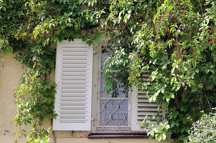 window, ivy, wine partner, wall, facade, climber, ingrowing