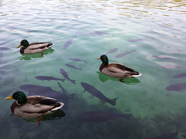 Danau Plitvice, Kroasia, Danau, hewan tema, hewan di alam liar, burung, renang