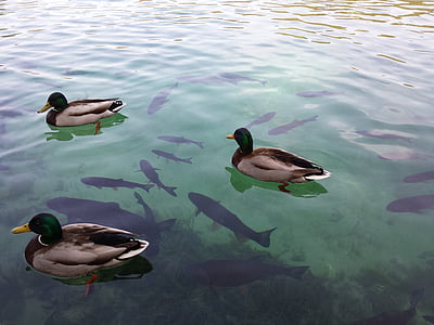 Plitviška jezera, Hrvaška, jezero, živali teme, živali v naravi, ptica, plavanje
