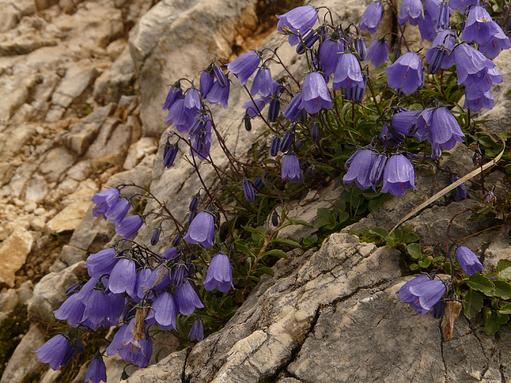 dwerg grandiflorus, Bellflower, blauw, paars, Campanula cochleariifolia, Bluebells, Campanula