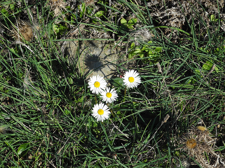 Daisy, herbe, fleur sauvage, plante