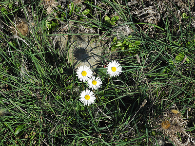 Daisy, rumput, bunga liar, tanaman