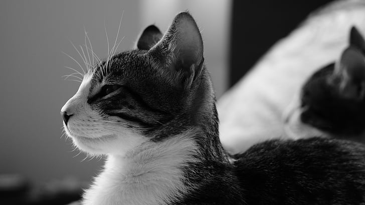 mačka, črno-belo, mačke, mačji pogled, domače mačke, Hišni ljubljenčki, živali