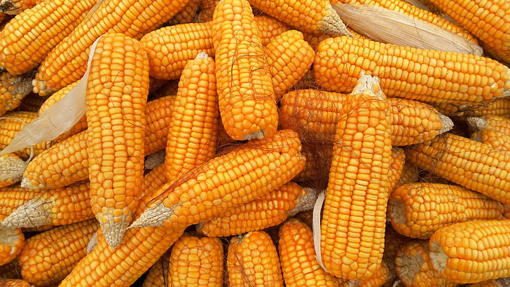 kukurūzų, maisto, organinių, sveikas, žemės ūkis, daržovių, geltona