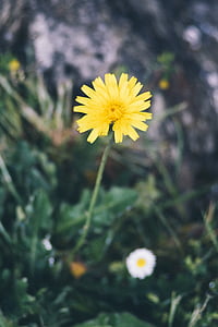 yellow, daytime, love, Flower, fragility, petal, nature