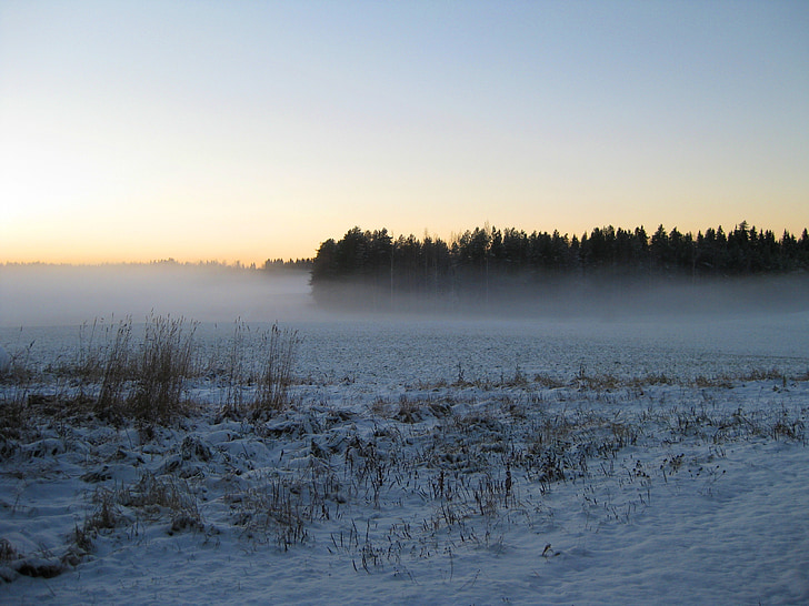 mùa đông, tuyết, sương mù, sương mù, rừng, lĩnh vực, afterglow