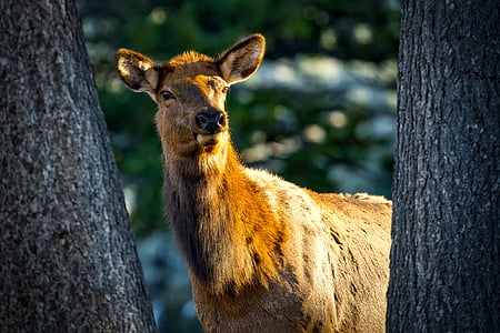 kravy elk, samica, zviera, voľne žijúcich živočíchov, detailné, makro, Príroda