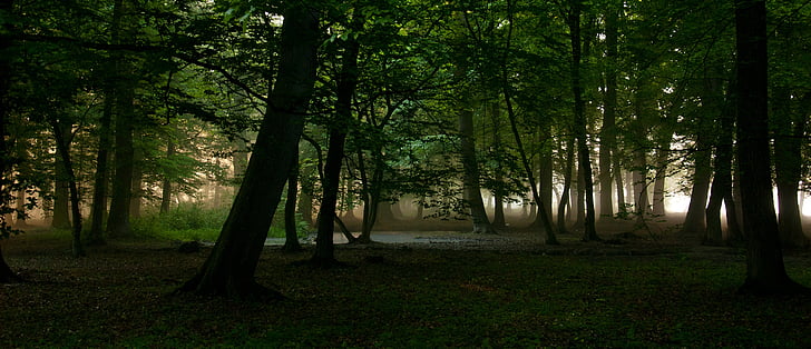 rừng, buổi sáng, Thiên nhiên, cây, mặt trời mọc, phong cảnh, sương mù