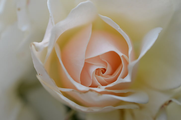 Роза, Бяла роза, цвете, растителна, бяло, сватба, фестивал