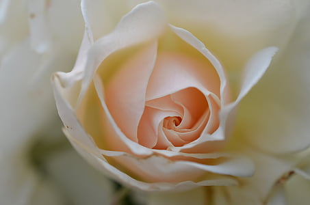 上升, 白玫瑰, 花, 植物, 白色, 婚礼, 节日