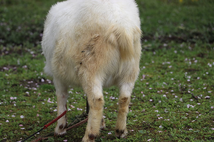 animal, white, and