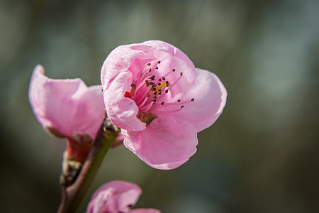 Blossom, Bloom, forår, nektarin, natur, Pink, nektarintræer blossom