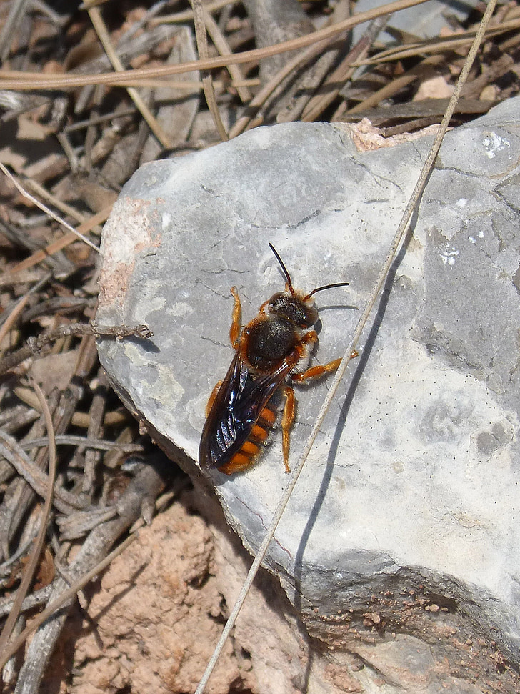 Orange bee, Bee, Wasp, Rock