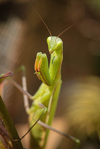 Praying mantis, Thiên nhiên, Câu cá locust, vĩ mô, côn trùng, đe dọa, màu xanh lá cây