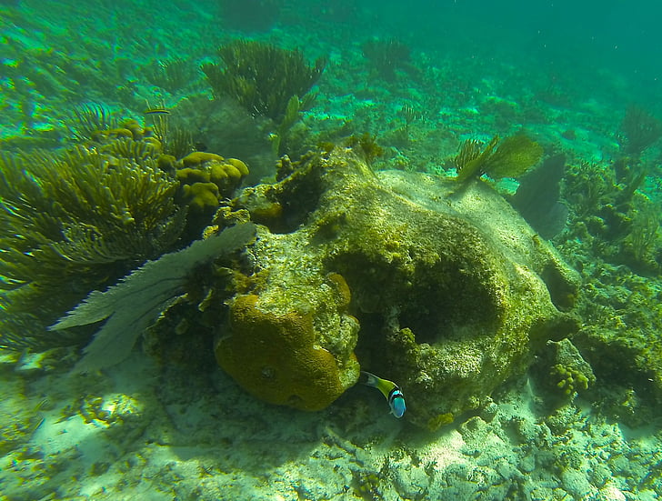 pod vodou, Coral, ryby, oceán, voda, korálový útes, vodní