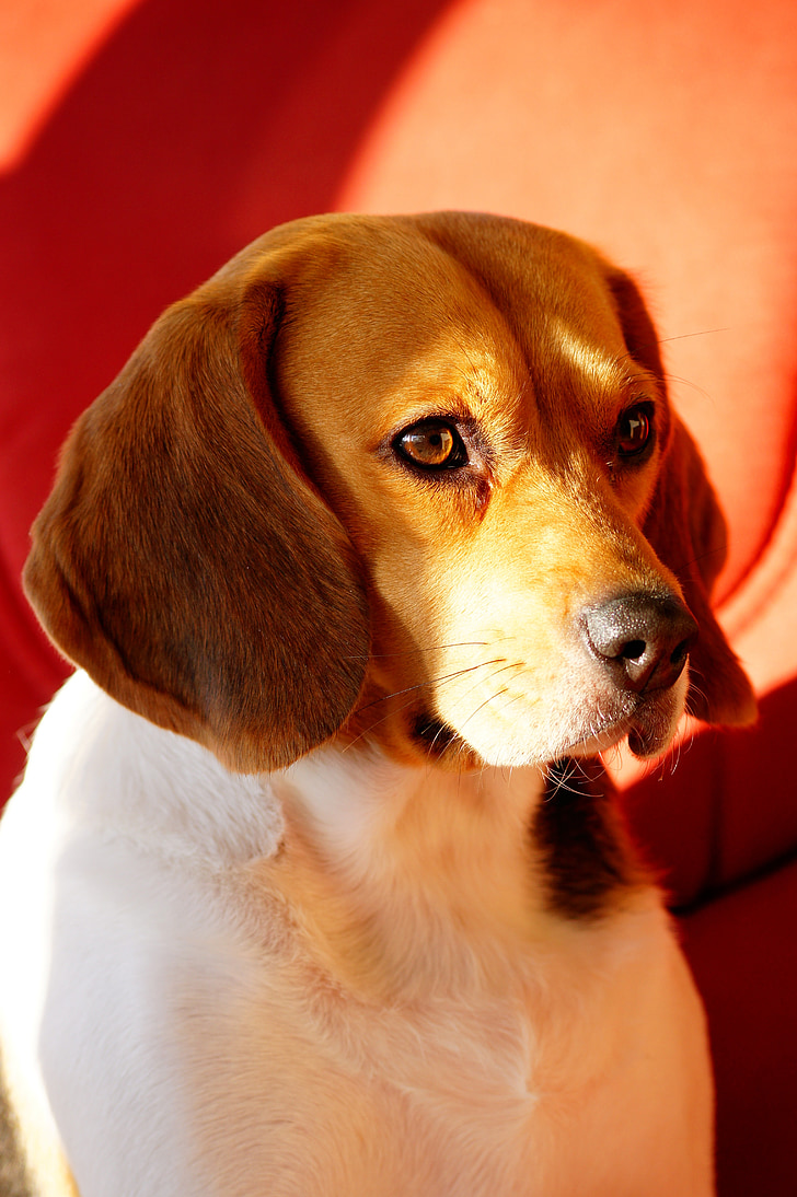 dog, beagle, intense look, light, color, animal, domestic