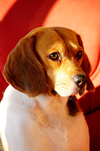 pies, Beagle, intensywne spojrzenie, światło, Kolor, zwierząt, domowe