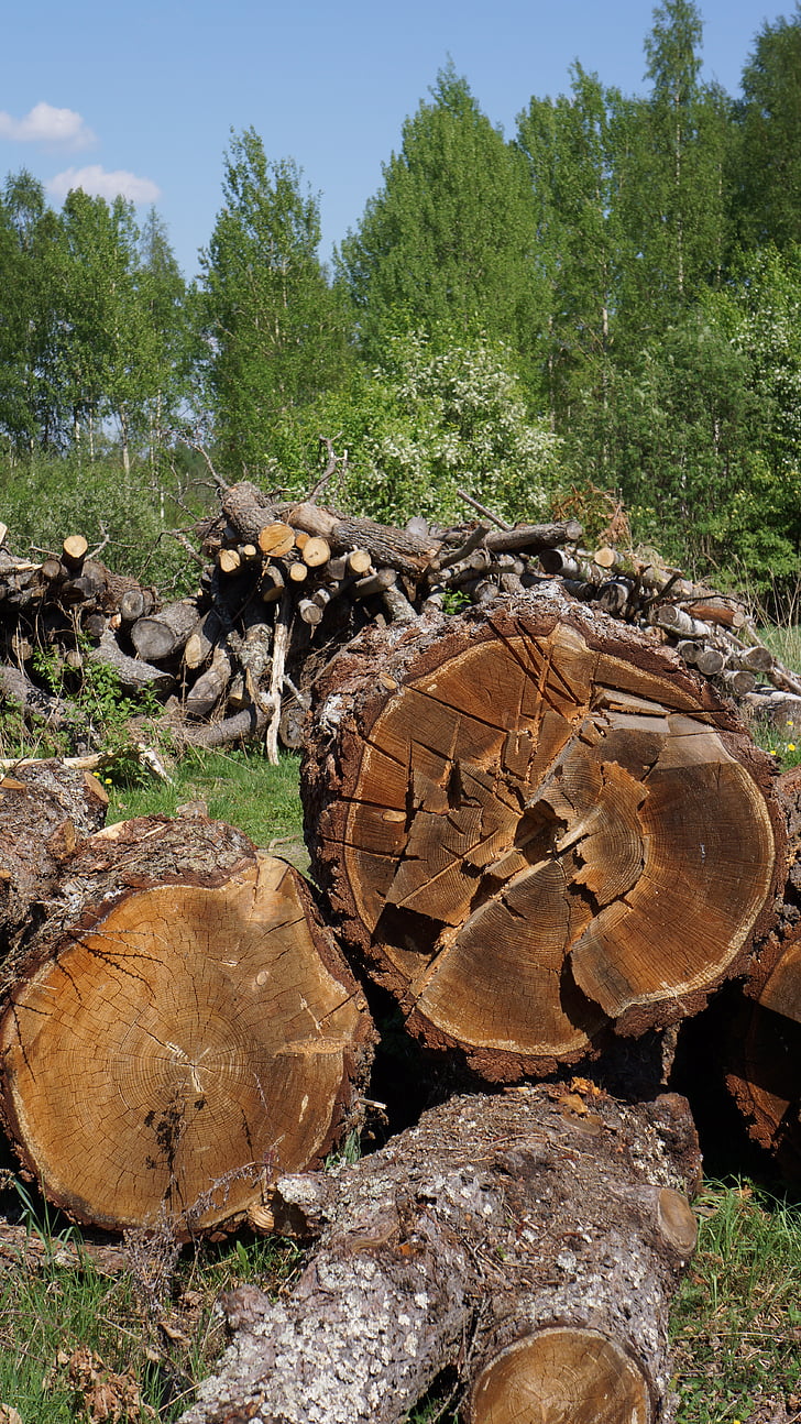 Registro, albero di cut-off, industria del legno, albero abbattuto, legname segato, tronco d'albero