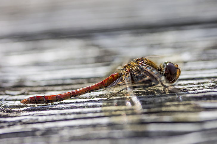Dragonfly, insect, dier, natuur, macro, Close-up