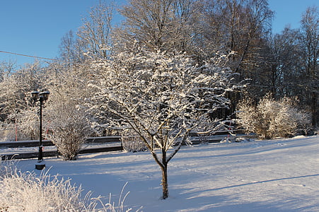 Zimní, Uppsala, chlad, zasněžené, sníh, Příroda