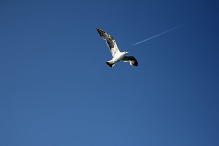 Seagull, hemel, staart, vliegen, blauw, behang, de hemel