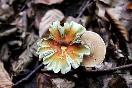 champignon, skov champignon, efterår, skovbunden, skov, natur, svamp