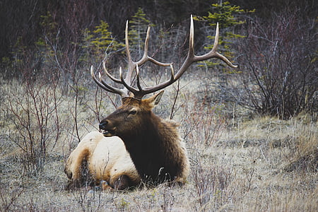 brown, black, moose, seating, green, field, nature