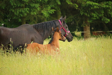 horse, foal, mare with foal, rap, suckling, brown mold, thoroughbred arabian