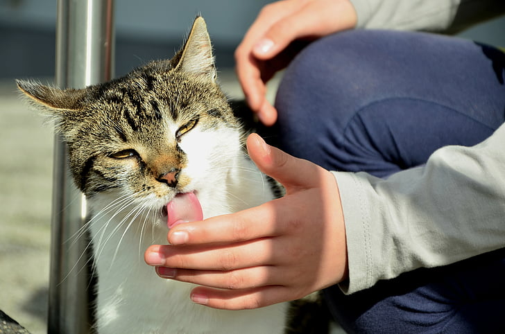 cat, cat tongue, lick, hand, domestic cat, pet, adidas