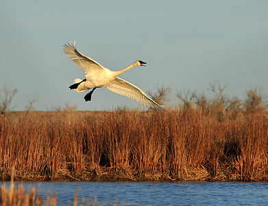 trumpeter swan, flying, bird, waterfowl, wildlife, nature, water