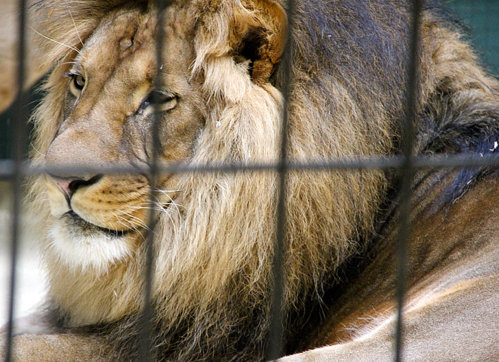 jaula de, atrapados, Parque zoológico, animales, León, gato, mundo animal