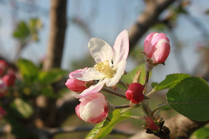Apple, bunga, Bud, ranting, cabang, pohon, merah muda