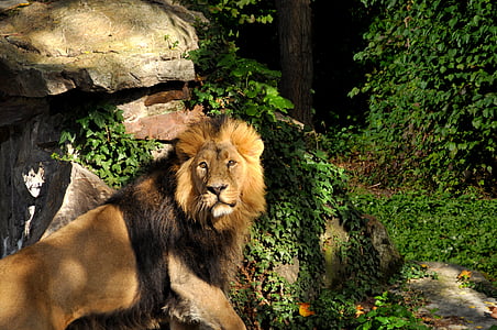 Leão, jardim zoológico, gato, predador, animais, perigoso, Juba