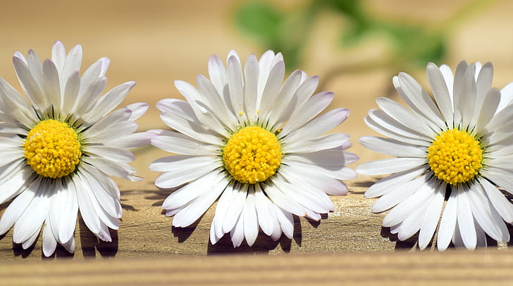Μαργαρίτα, το καλοκαίρι, λουλούδι, άνοιξη, δειγμένο λουλούδι, λευκό, φύση