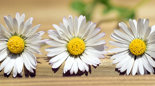 Daisy, suvel, lill, kevadel, terav lill, valge, loodus