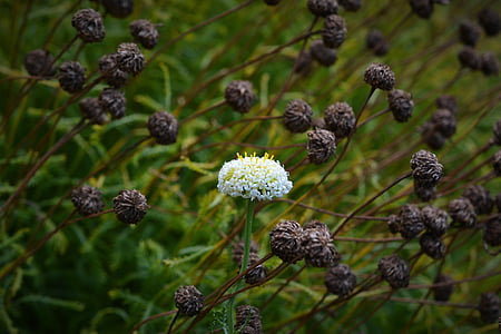 külön-külön, santolina, kivétel, santolina pinnata, egyedi, Fészkesek (Asteraceae), csak egy