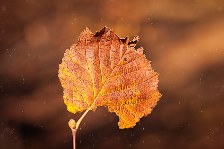 leaf, brown, individually, close, leaves, leaf foliage, autumn leaf