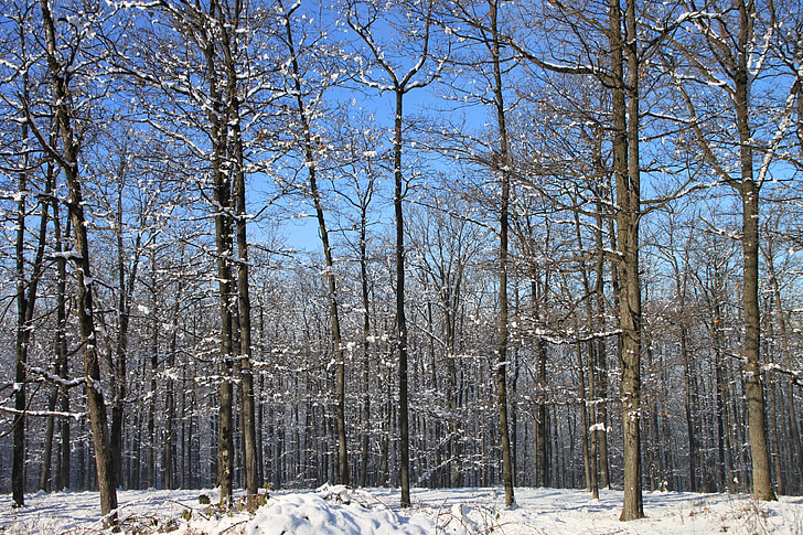δάσος, χιόνι, Χειμώνας, δέντρα, ξύλα, κρύο, παγετός