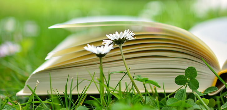 buku, membaca, bersantai, padang rumput, Halaman buku, pendidikan, buku