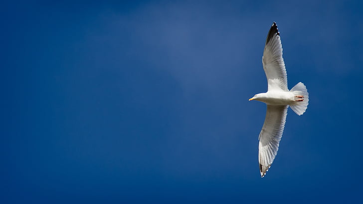 seagull, sky, blue, nature, dom, gull, bird