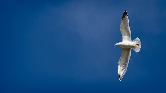 Seagull, Sky, blå, naturen, dom, mås, fågel