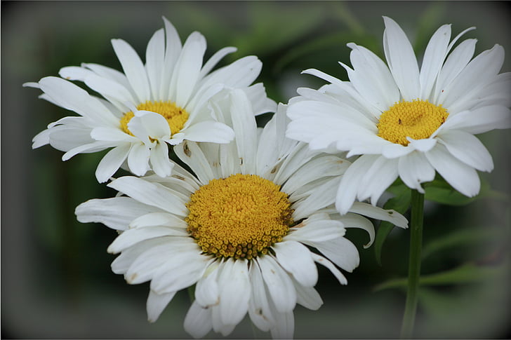 margarides, flors, blanc, per descomptat, natura, Margarida, flor