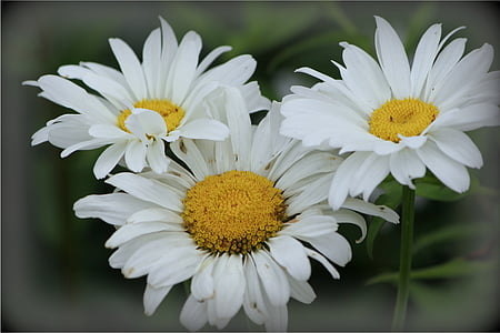 karikakrad, lilled, valge, Muidugi, loodus, Daisy, lill
