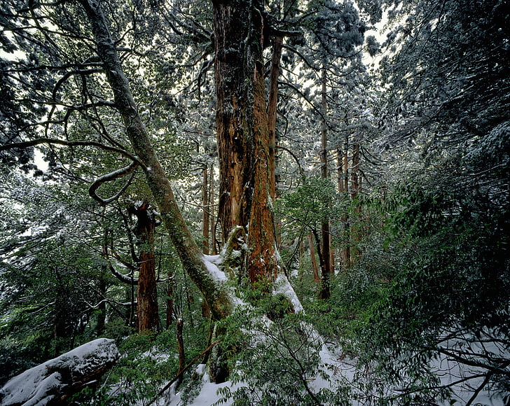 ceder skogen, vinter, snö, Yakushima island, World heritage regionen, Japan, träd
