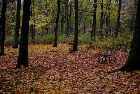jesień, liści, liść, Park, Ława, drzewo, jesienna pogoda