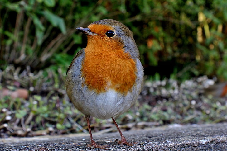 Robin, volně žijící zvířata, pták, Fly, jedno zvíře, zvířecí motivy, zvířata v přírodě