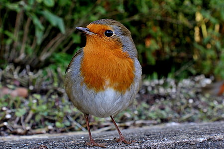 Robin, động vật hoang dã, con chim, bay, một trong những động vật, chủ đề động vật, động vật hoang dã